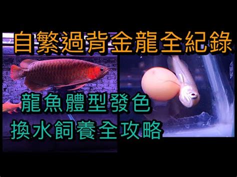 生龍水族|生龍水族有限公司